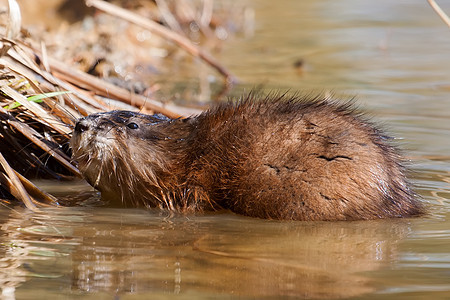 Muskrat 在家涉水害虫游泳荒野植物行动池塘沼泽地野生动物湿地图片