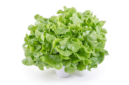 绿橡叶生菜白色用餐绿色蔬菜食物橡木沙拉背景图片