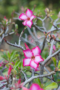 沙漠玫瑰红色植物群沙漠生长叶子百合绿色花园植物学粉色图片