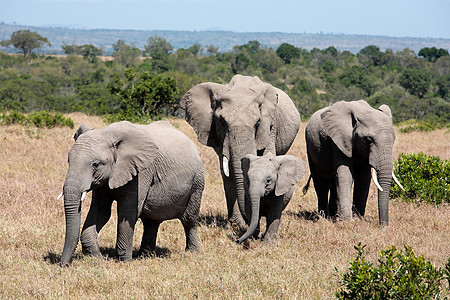一群大象哺乳动物厚皮动物地标野生动物地方旅行全景少年大草原图片