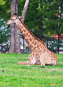 吉拉菲哺乳动物野生动物绿色动物动物园热带荒野棕色食草脖子图片