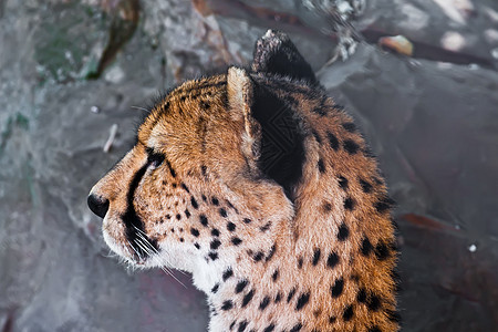 猎豹捕食者速度食肉动物猫科动物哺乳动物野生动物濒危猎人眼睛图片