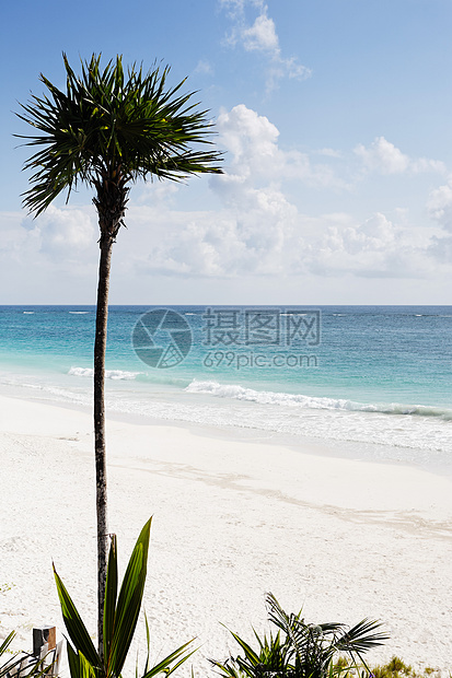 海滩上的椰枣树外观地标树木海洋旅行白色全景地方目的地图片