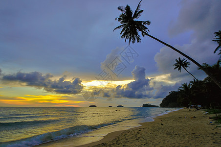 Koh Chang海滩倾斜椰子树 泰国图片