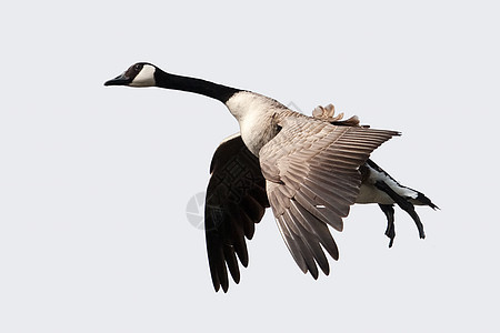 野鹅与脚踏下着陆隔离鸟类飞行脖子天空动物羽毛荒野野生动物生态翅膀图片