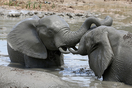大象泥浴野生动物树干哺乳动物灰色动物獠牙洗澡游泳荒野冷却图片