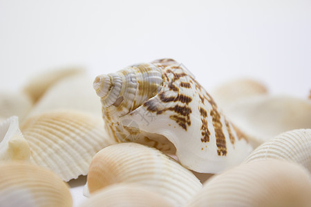 贝壳潜水海洋贝类动物工作室作品宏观海星蜗牛珍珠图片