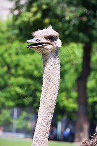 斯特里希眼睛动物鸟类羽毛动物群荒野野生动物动物园公园脖子图片