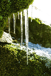 森林中石头上挂着的冻冰棒冻结苔藓白色岩石季节水晶天气绿色冰柱图片