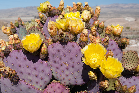 Cacti 流动仙人掌背景图片