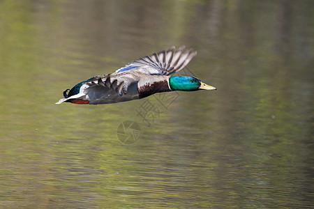 马里马勒德在飞行中翅膀鸭子野生动物羽毛公园沼泽男性图片