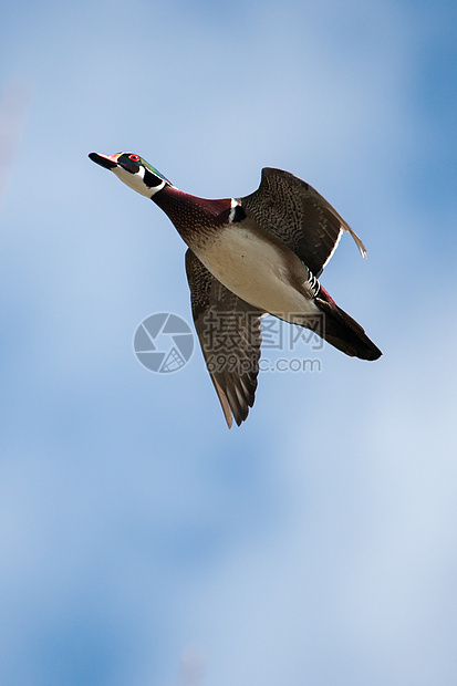 正在飞行中的雄木鸭活力账单天空眼睛网络荒野鸭子野生动物水鸟水禽图片
