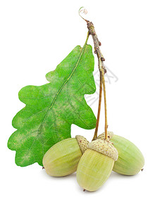 橡果季节性绿色坚果森林帽子植物学季节种子宏观食物图片