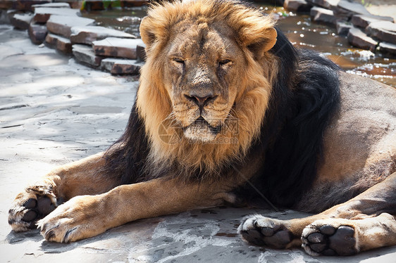 狮子男性动物园毛皮食肉黄色猫科荒野晶须野生动物鬃毛图片