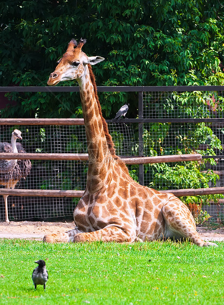 吉拉菲脖子棕色绿色动物园食草荒野热带动物哺乳动物野生动物图片