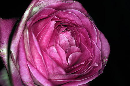 黑色背景上的玫瑰周年粉色礼物浪漫纪念日宏观花瓣庆典植物婚礼图片