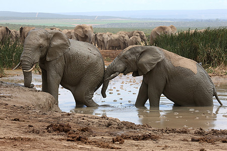 大象泥浴游泳耳朵哺乳动物荒野洗澡獠牙野生动物灰色冷却树干图片