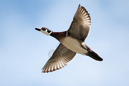软焦点飞行中的雄木鸭水鸟野生动物蓝色活力羽毛鸭子水禽账单天空翅膀图片