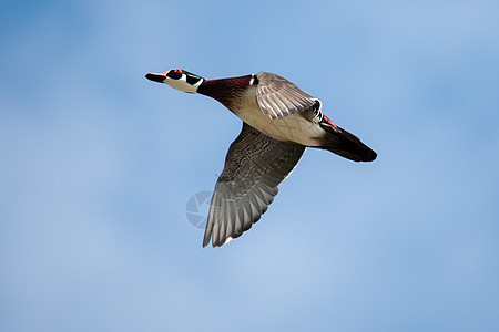 软焦点飞行中的雄木鸭野生动物天空水鸟网络木头翅膀鸭子蓝色荒野活力图片
