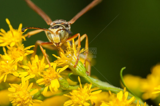 花上黄蜂马蜂纸黄蜂踏板翅膀树叶摄影宏观黄色昆虫蜜蜂图片