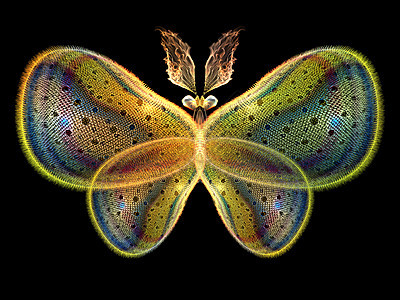 蝴蝶光野生动物花园动物漏洞科学创造力传播想像力元素翅膀图片