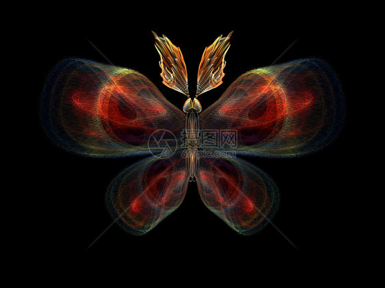 蝴蝶元素奉承昆虫学野生动物科学宏观几何学昆虫翅膀森林设计图片