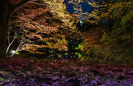Rikukugien花园季节性照明花园池塘公园江户森林地区城市树木反射图片
