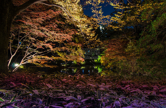 Rikukugien花园季节性照明花园池塘公园江户森林地区城市树木反射图片