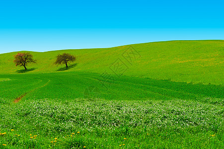 蓝天空种植园场地植物爬坡农场蓝色农田季节草地地面图片