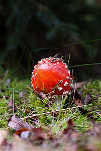 苍蝇装饰苔藓森林毒菌季节绿色背景图片