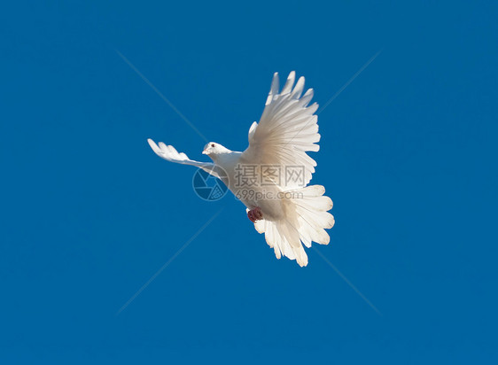 白鸽蓝色羽毛空气自由希望动物翅膀天空白色航班图片
