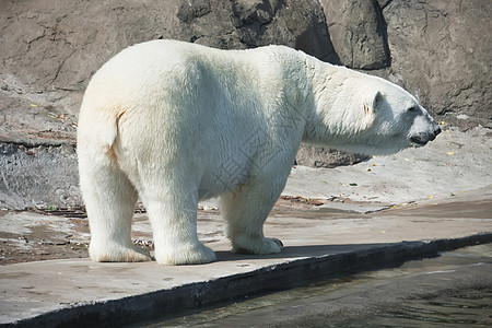 北极熊爪子捕食者哺乳动物食肉动物园濒危荒野猎人毛皮力量图片