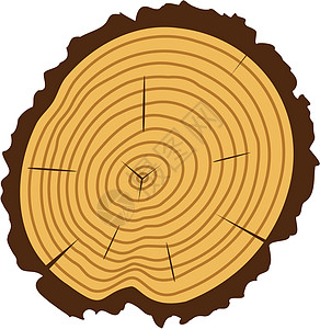 木制树原木的木头切除圆圈木材森林戒指白色生活插图时间材料年度图片