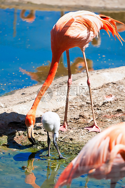 火烈哥羽毛公园红色粉色野生动物橙子动物园荒野动物群异国图片