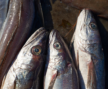 供市场销售的鳕鱼海洋食物马赛图片