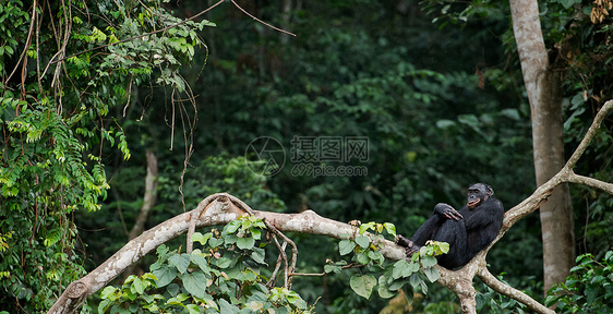 波诺博在树枝上丛林野生动物刚果荇菜生物濒危森林黑猩猩哺乳动物灵长类图片