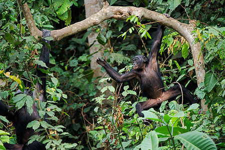 波诺博在树枝上动物荒野灵长类季节哺乳动物野生动物荇菜侏儒濒危生物背景图片