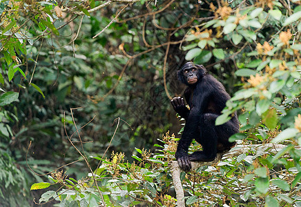 波诺博在树枝上哺乳动物侏儒刚果灵长类丛林叶子季节黑猩猩森林野生动物图片