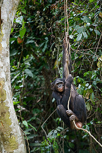 波诺博在树枝上森林黑猩猩侏儒季节荒野荇菜动物灵长类叶子濒危图片