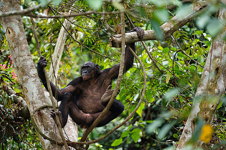 波诺博在树枝上刚果丛林哺乳动物森林季节叶子生物黑猩猩濒危荇菜图片