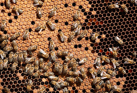 蜂窝上的蜜蜂工人图片