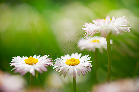 春花 绿草地上的玛格丽人牛眼晴天生活空地花朵雏菊图片