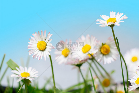 春花 草地和蓝天空中的玛格丽人图片