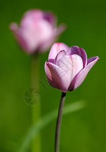 紫色郁金香风景野花花园植物环境叶子花瓣场地活力地平线图片