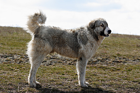 保加利亚卡拉卡汉狗图片