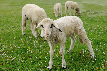 绿草地上的羔羊图片