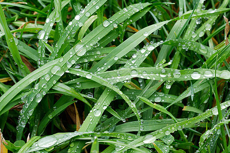 绿草和雨滴绿色原则植物背景图片