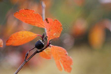 秋季的阿罗亚树图片