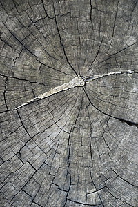 木质材料木纹纹理灰色圆圈硬木装饰黑色木材风格图片