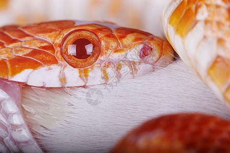 玉米蛇动物眼睛橙子红色野生动物爬虫图片